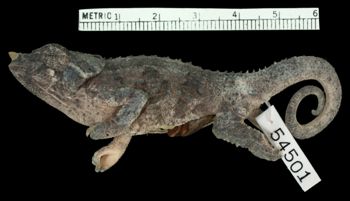 Media type: image;   Herpetology R-54501